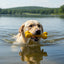 PUP-X Rubber Bone Dog Toy - Durable, Floats, Chew Toy for Large Dogs | USA Rubber Dog Toys SodaPup/True Dogs, LLC