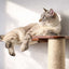 The Crossroads - Cat Wall Scratcher - Tree with Ramp Cat Condo Catastrophic Creations