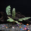 8 Species Aquarium Plants Bundle – Anacharis, Hornwort, Amazon Sword, Moneywort, Ludwigia and Cryptocoryne Aqua Leaf Aquatics