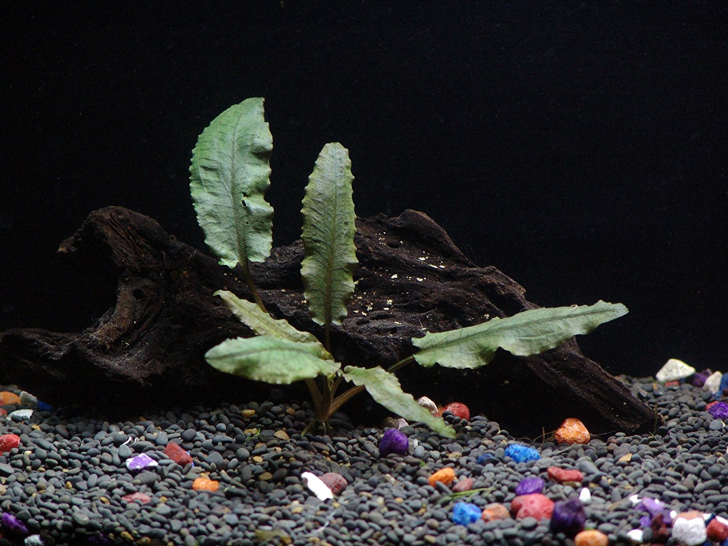 8 Species Aquarium Plants Bundle – Anacharis, Hornwort, Amazon Sword, Moneywort, Ludwigia and Cryptocoryne Aqua Leaf Aquatics