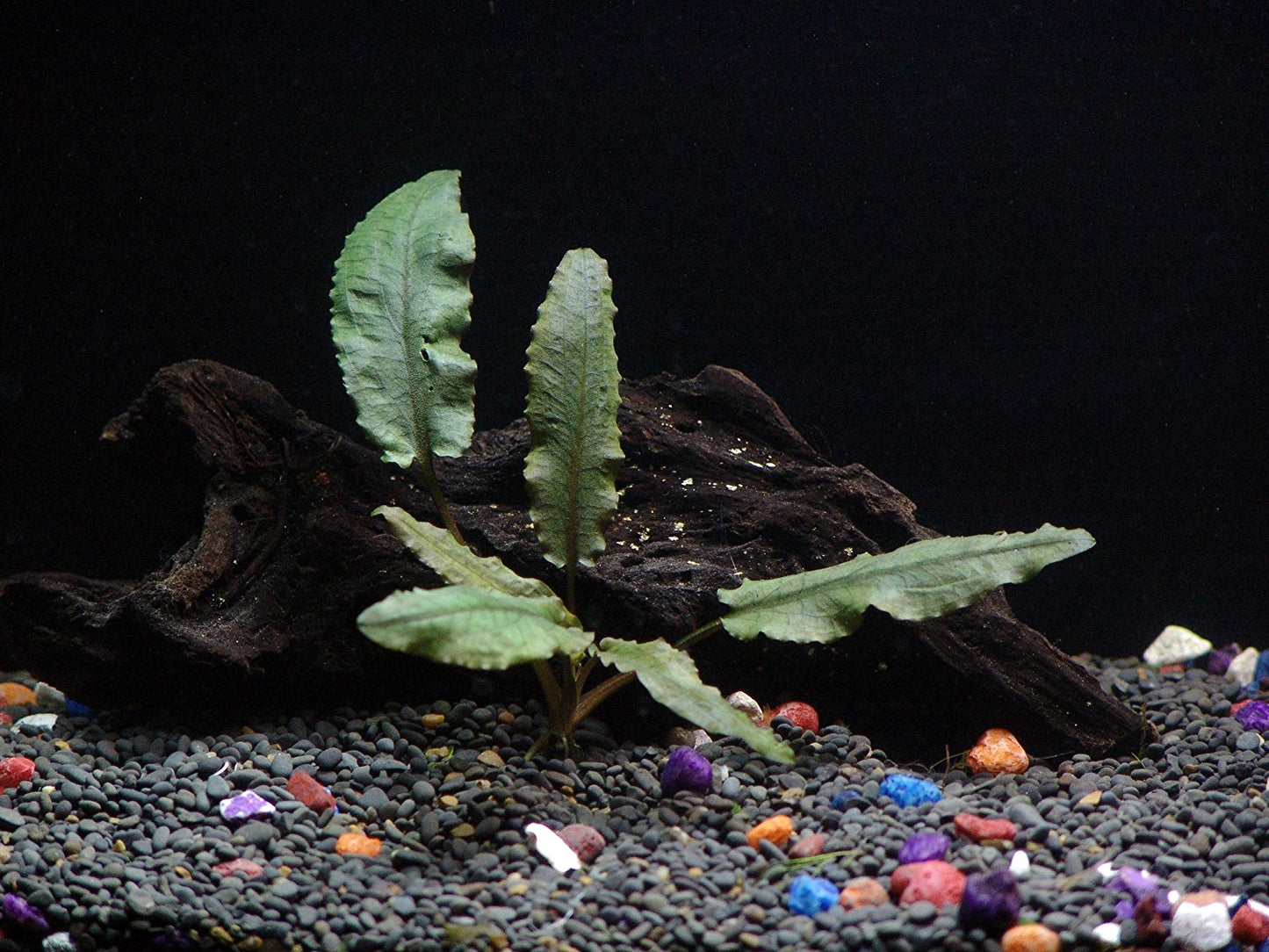 6 Species Aquarium Plants Bundle – Java Fern, Hornwort, Amazon Sword, Moneywort, Ludwigia and Cryptocoryne Aqua Leaf Aquatics