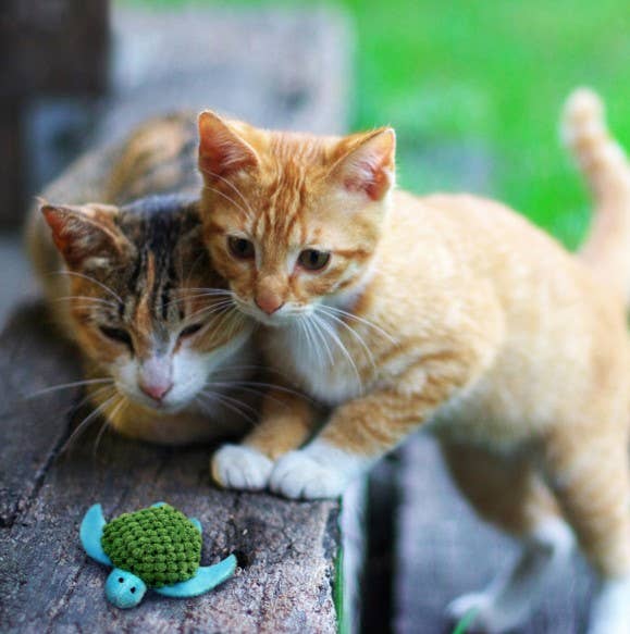 KONG® Refillables Turtle CatToy Pet Palette Distribution