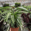 Calathea 'Vittata' 6" Pot Indoor Plants House Plant Shop