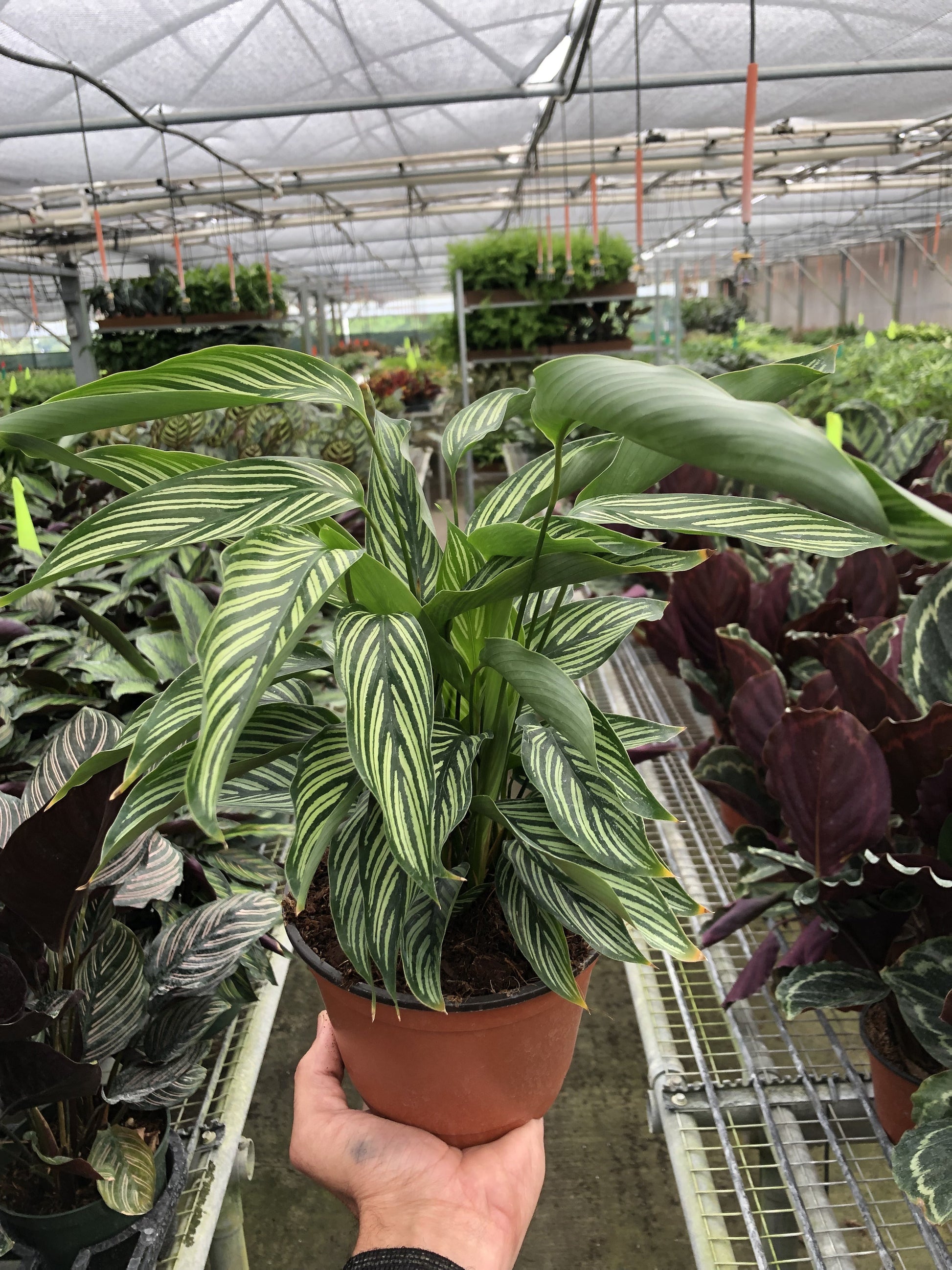 Calathea 'Vittata' 6" Pot Indoor Plants House Plant Shop