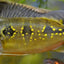 Butterfly Peacock Bass (Cichla ocellaris) AMERICAN CICHLID Danaqua Live Fish & More