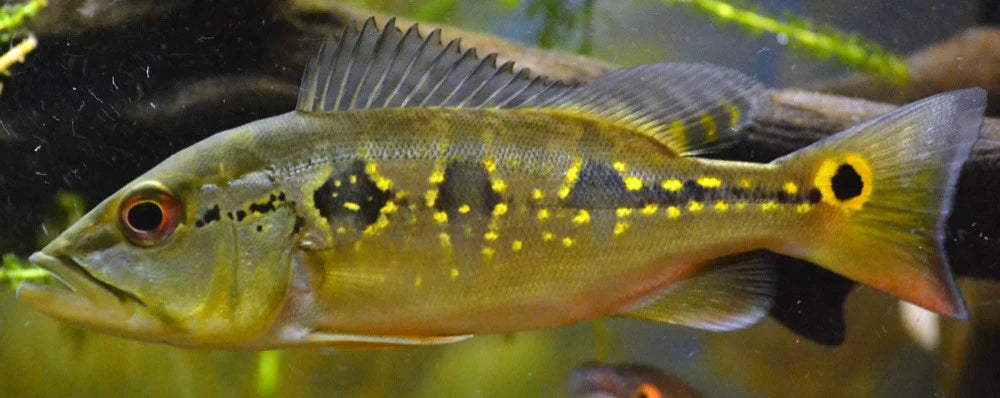 Butterfly Peacock Bass (Cichla ocellaris) AMERICAN CICHLID Danaqua Live Fish & More