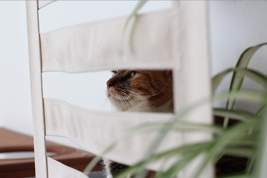 Deluxe Cat Cubby Bed Catastrophic Creations