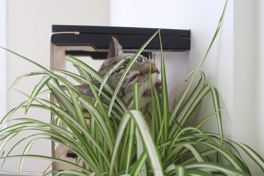 Deluxe Cat Cubby Bed Catastrophic Creations