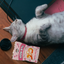 Single Ingredient, High Value Freeze-Dried Training Treats for Dogs & Cats - Shrimp The Dog Bodega