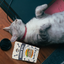 Single Ingredient, High Value Freeze-Dried Training Treats for Dogs & Cats - Beef Liver The Dog Bodega