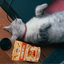 Single Ingredient, High Value Freeze-Dried Training Treats for Dogs & Cats - Salmon The Dog Bodega