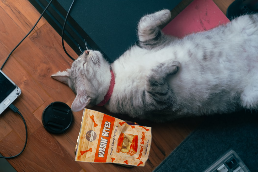 Single Ingredient, High Value Freeze-Dried Training Treats for Dogs & Cats - Salmon The Dog Bodega