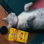 Single Ingredient, High Value Freeze-Dried Training Treats for Dogs & Cats - Sweet Potato The Dog Bodega