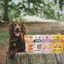 Single Ingredient, High Value Freeze-Dried Training Treats for Dogs & Cats - Shrimp The Dog Bodega