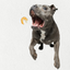 Single Ingredient, High Value Freeze-Dried Training Treats for Dogs & Cats - Shrimp The Dog Bodega