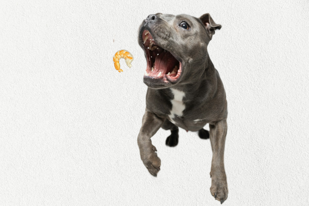 Single Ingredient, High Value Freeze-Dried Training Treats for Dogs & Cats - Shrimp The Dog Bodega
