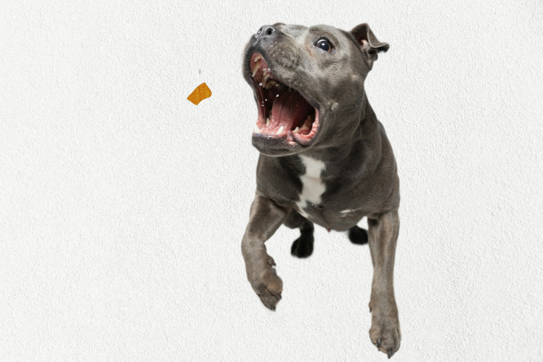 Single Ingredient, High Value Freeze-Dried Training Treats for Dogs & Cats - Beef Liver The Dog Bodega