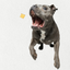 Single Ingredient, High Value Freeze-Dried Training Treats for Dogs & Cats - Salmon The Dog Bodega