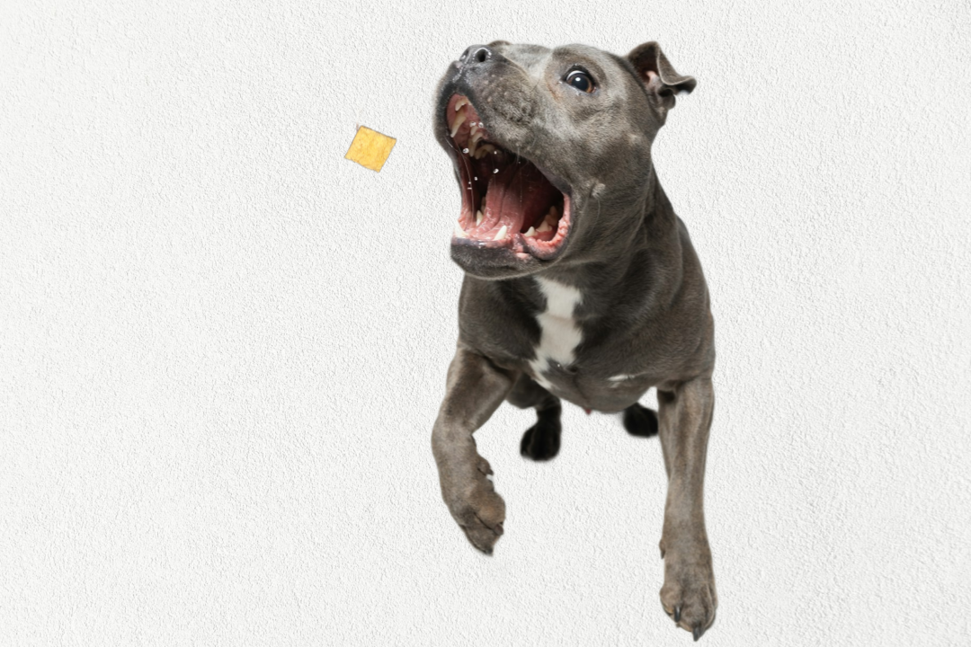 Single Ingredient, High Value Freeze-Dried Training Treats for Dogs & Cats - Salmon The Dog Bodega