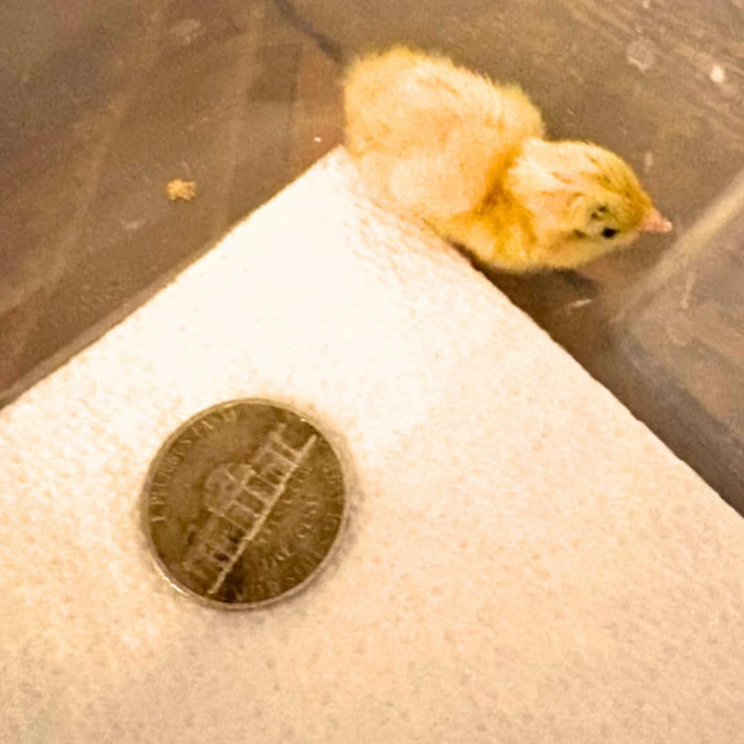 Button Quail Eggs -Eggs for Hatching Buddys Hatchery