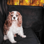 PupProtector™ Car Door Guard (2 pack) Universally Compatible Car Door Guard Vehicle Pet Barriers Paw.com