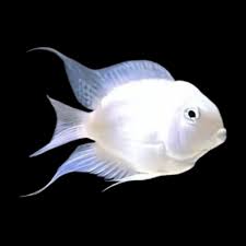 Platinum Polar Parrotfish AMERICAN CICHLID Danaqua Live Fish & More