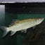 African Pike (Hepsetus odoe) MISCELLANEOUS Danaqua Live Fish & More