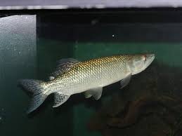 African Pike (Hepsetus odoe) MISCELLANEOUS Danaqua Live Fish & More