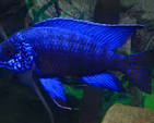 Blue Peacock Cichlid (Aulonocara nyassae) AFRICAN CICHLIDS Danaqua Live Fish & More