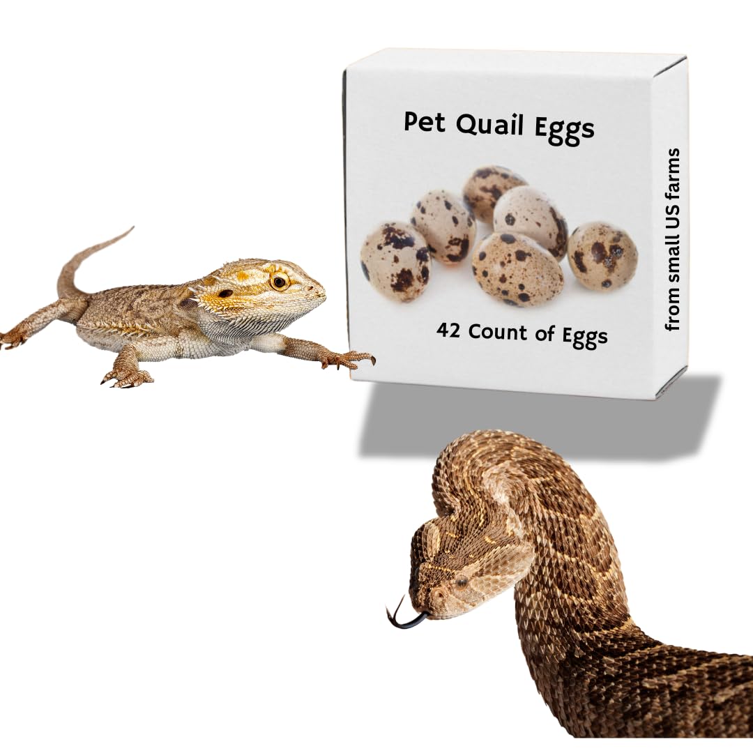 Whole Quail Eggs for Pets, Raw Feeding Egg Buddys Hatchery