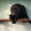 Wall Mounted Cat Shelf Cat shelves/bed Catastrophic Creations