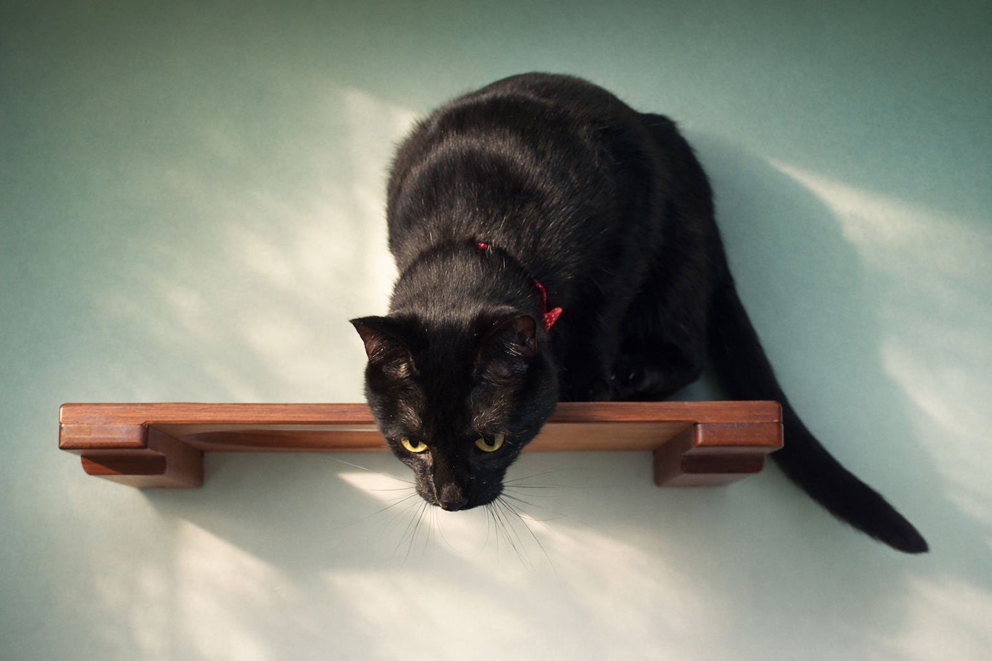 Wall Mounted Cat Shelf Cat shelves/bed Catastrophic Creations