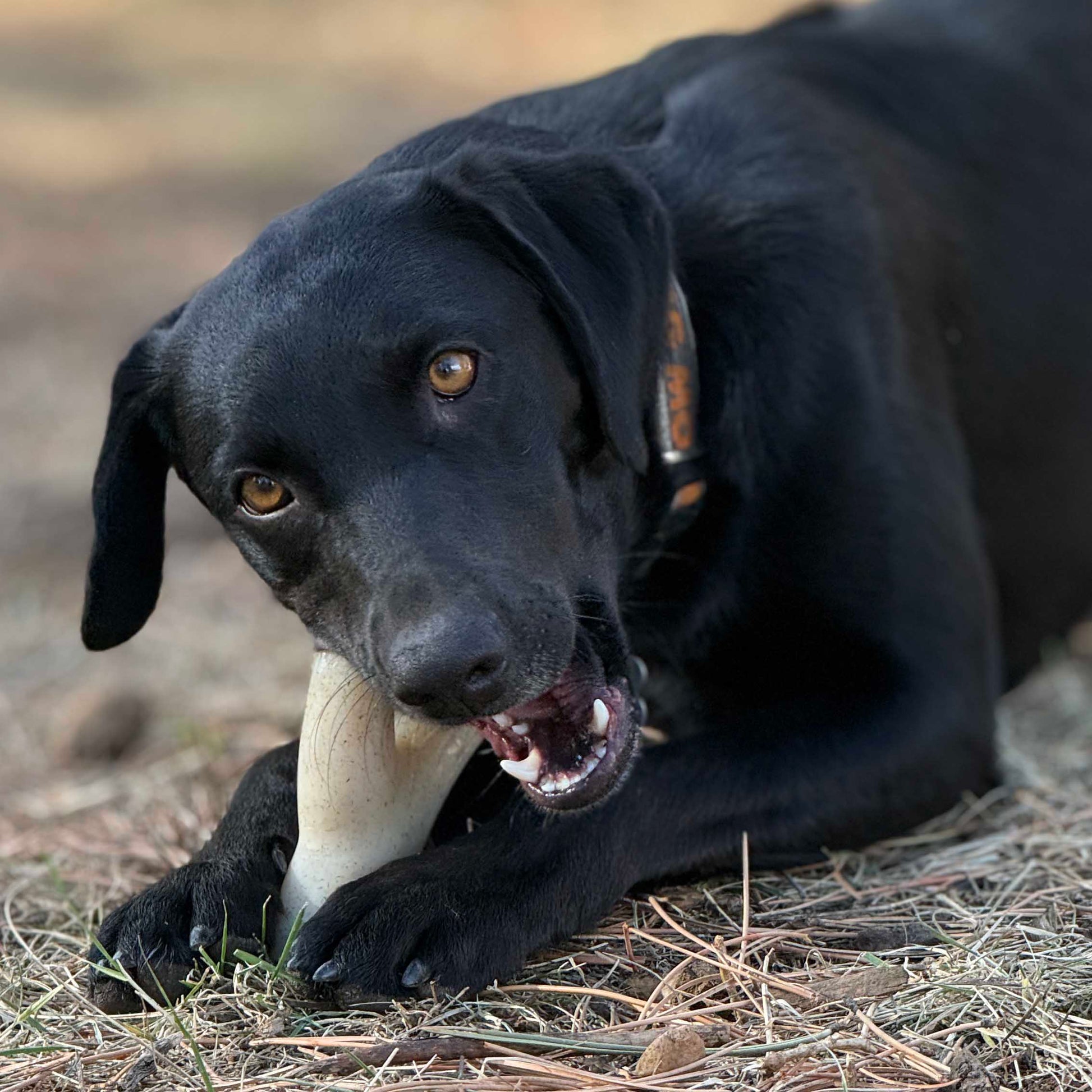 Ever Antler Nylon Chew Bone | Elk Antler Shaped Dog Toy for Aggressive Chewers | SodaPup Nylon Dog Toys SodaPup/True Dogs, LLC