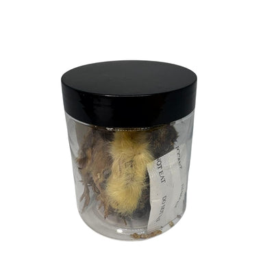 Whole Quail for Carnivore Pets - Premium Quality Natural Pet Treats Quail - Natural Prey Feeding Quail - Freeze-Dried for Essential Nutrients and Enzymes Small Size 5 Count Quailz.com by Undique LLC