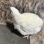 Jumbo White Coturnix Hatching Eggs - Premium Quail Eggs for Hatching - Perfect for Homesteaders, Breeders, Hobbyists - Freshly Collected for High Hatch Rates Buddys Hatchery