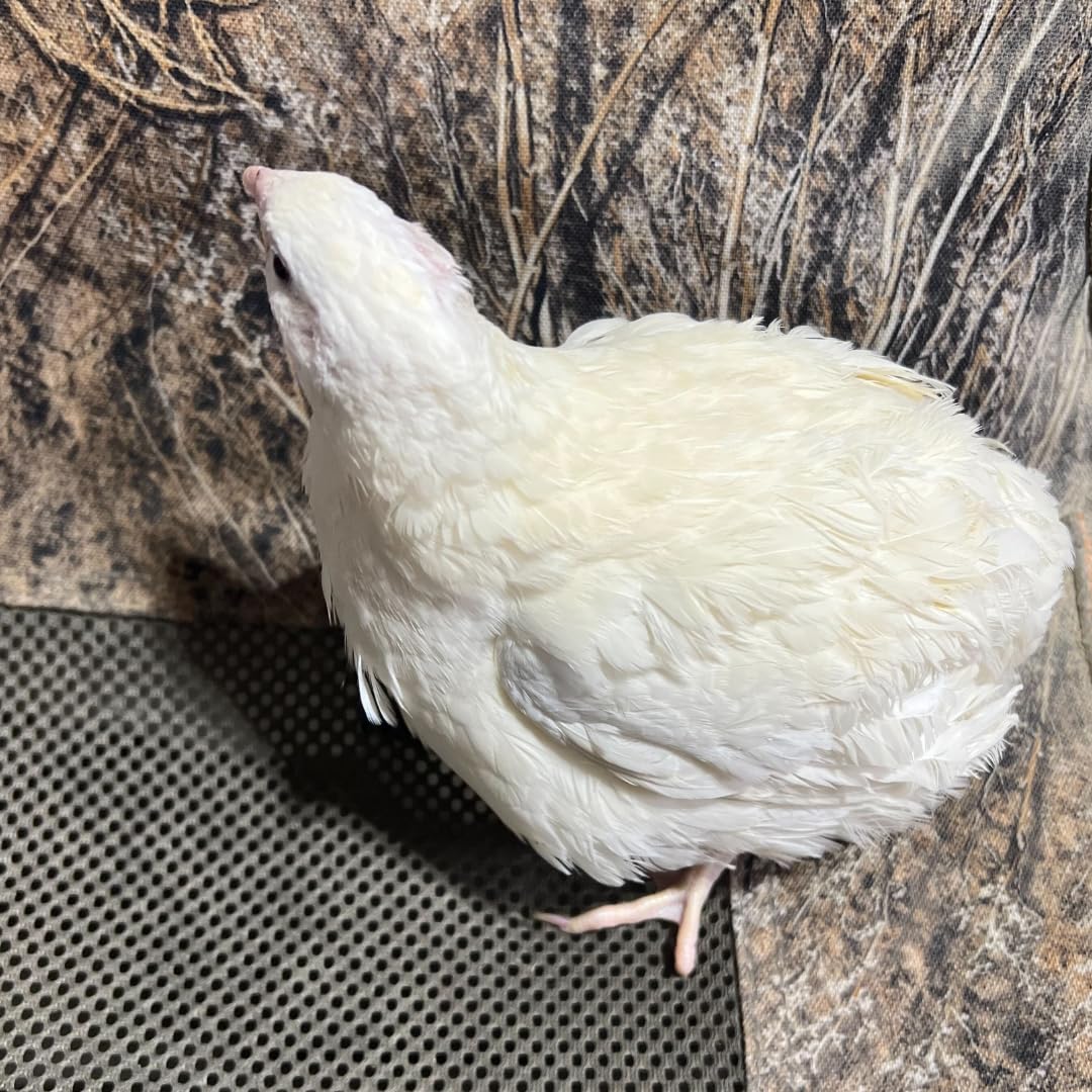 Jumbo White Coturnix Hatching Eggs - Premium Quail Eggs for Hatching - Perfect for Homesteaders, Breeders, Hobbyists - Freshly Collected for High Hatch Rates Buddys Hatchery