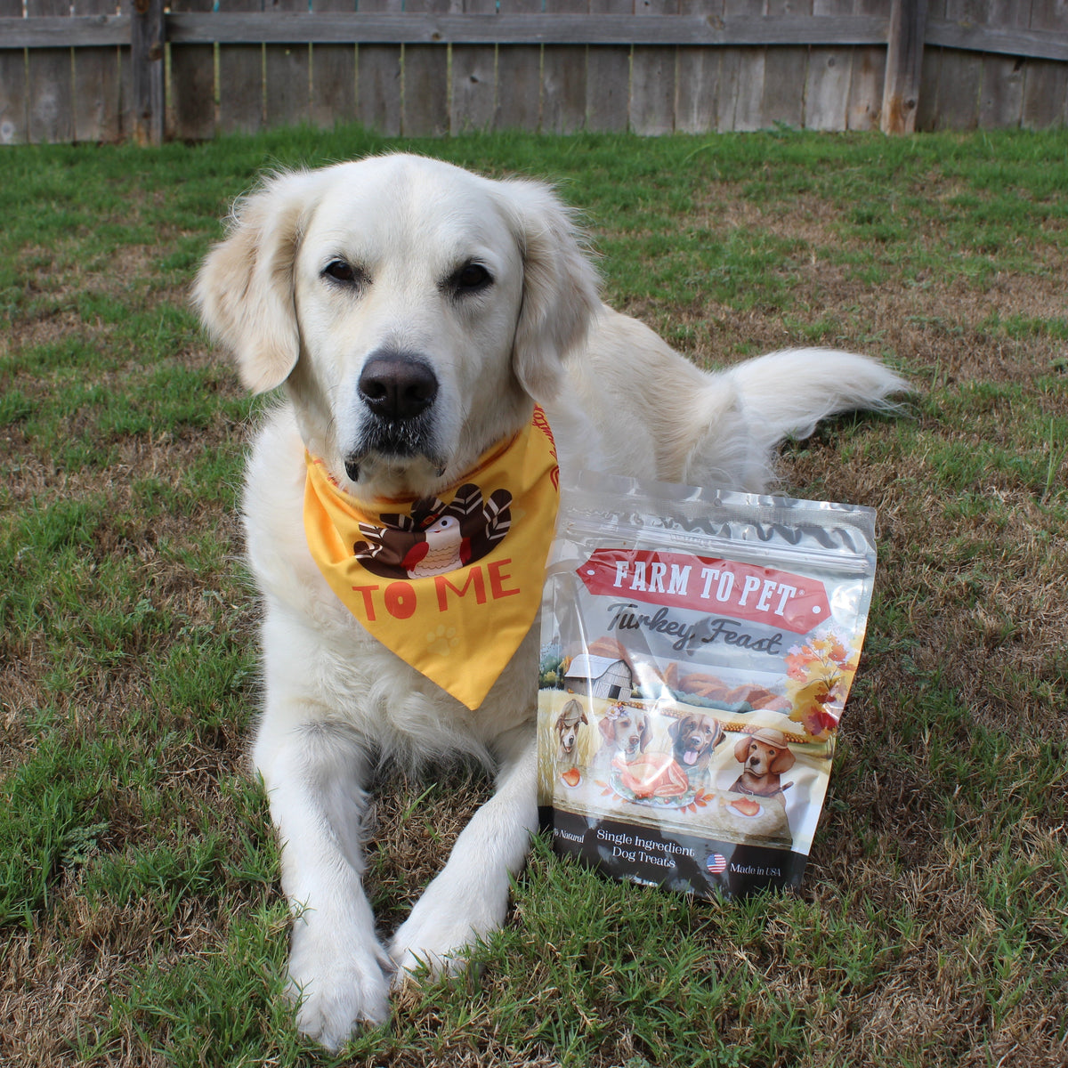 Turkey Feast Chips | Thanksgiving Turkey Dog Treats Chip Farm To Pet