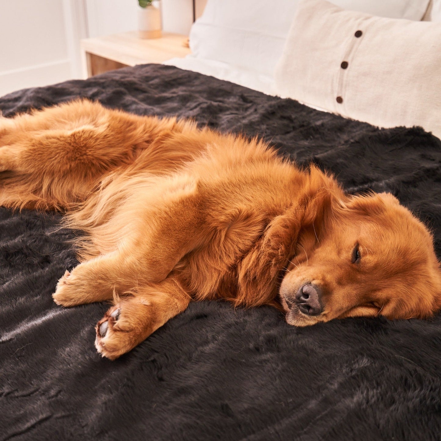 PupProtector™ Summer Short Fur Waterproof Throw Blanket - Midnight Black Dog Blanket Paw.com
