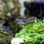 Pygmy Corydoras (Corydoras pygmaeus) CORY Danaqua Live Fish & More