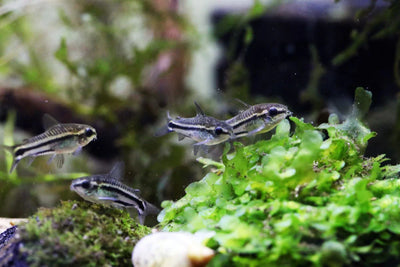 Pygmy Corydoras (Corydoras pygmaeus) CORY Danaqua Live Fish & More