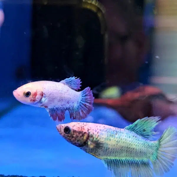 Assorted Betta Female BETTA Danaqua Live Fish & More
