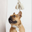 City Walk Kit (wholesale) Dog Supplies Pupwell