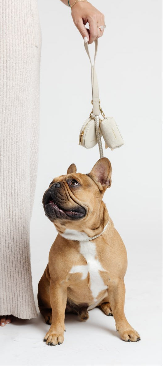 City Walk Kit (wholesale) Dog Supplies Pupwell