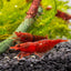 Red Cherry Shrimp SHRIMP Danaqua Live Fish & More