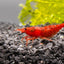 Red Cherry Shrimp SHRIMP Danaqua Live Fish & More