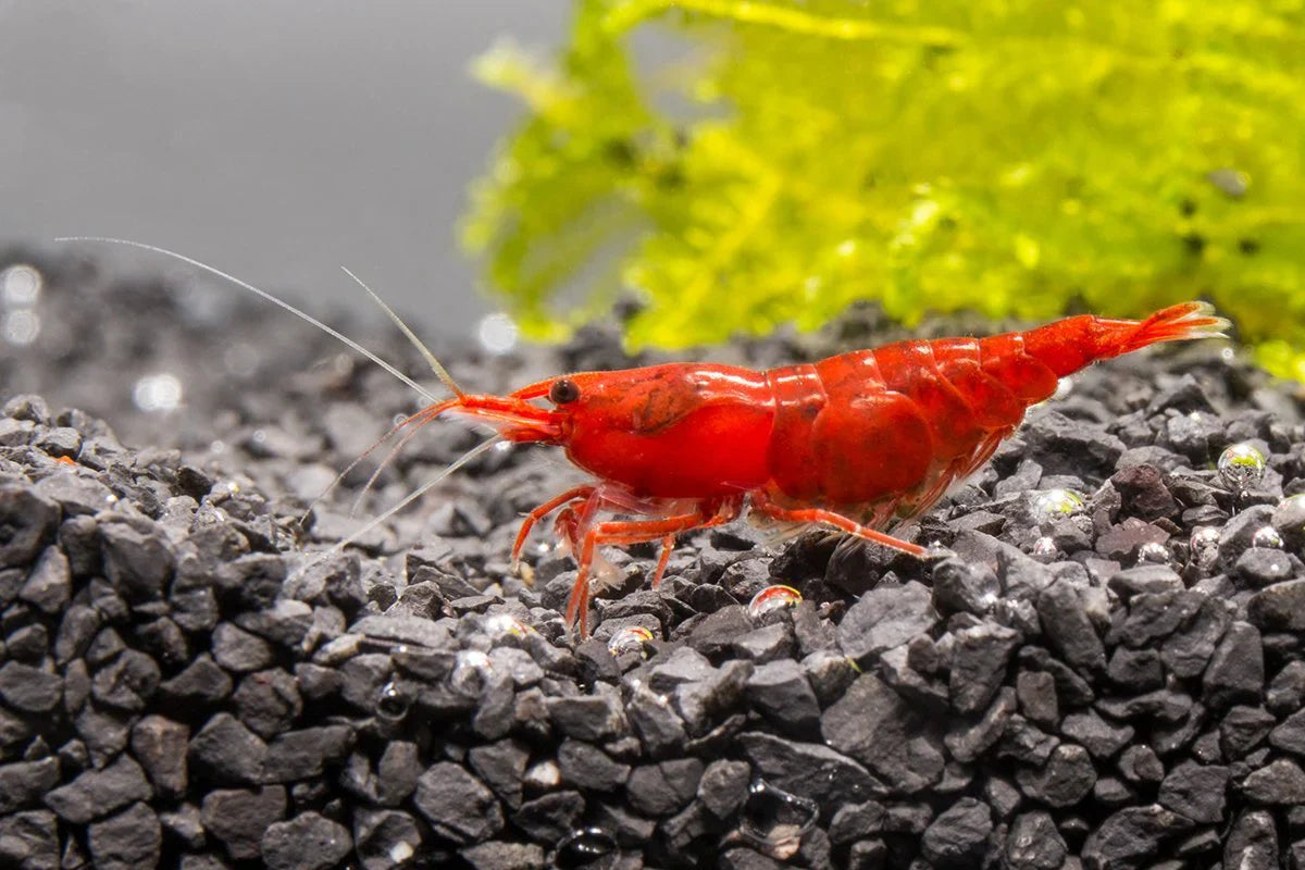 Red Cherry Shrimp SHRIMP Danaqua Live Fish & More