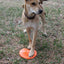 Bottle Top Flyer Rubber Frisbee for Dogs | Orange | Vet Approved | USA Made Rubber Dog Toys SodaPup/True Dogs, LLC