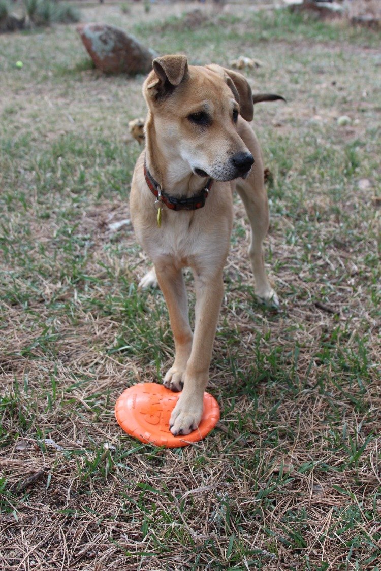 Bottle Top Flyer Rubber Frisbee for Dogs | Orange | Vet Approved | USA Made Rubber Dog Toys SodaPup/True Dogs, LLC