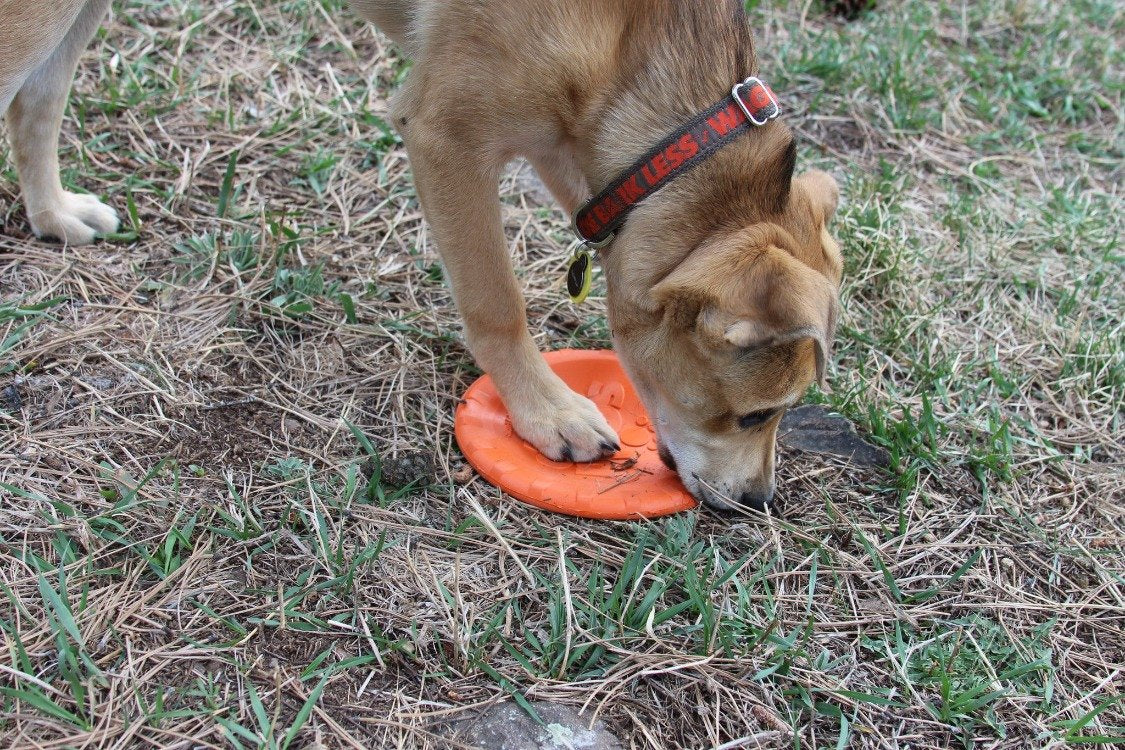 Bottle Top Flyer Rubber Frisbee for Dogs | Orange | Vet Approved | USA Made Rubber Dog Toys SodaPup/True Dogs, LLC