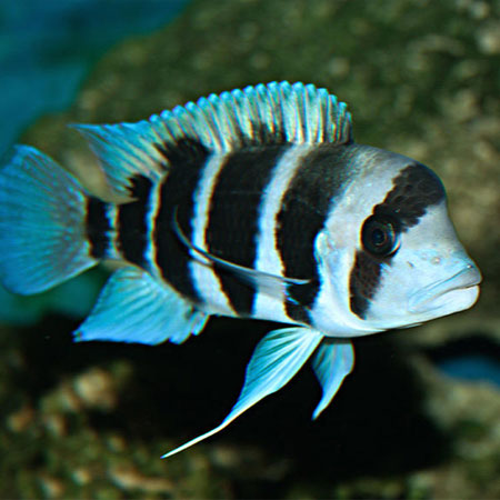 Frontosa Burundi cichlids AFRICAN CICHLIDS Danaqua Live Fish & More
